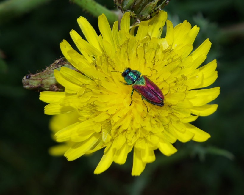 Anthaxia passerinii in Toscana (Buprestidae)